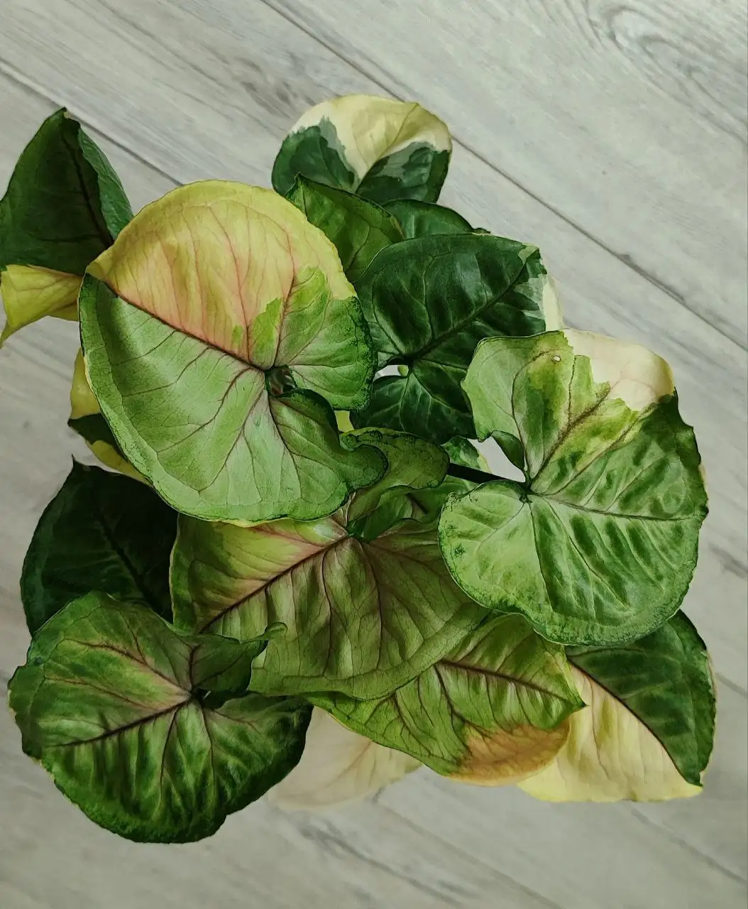 Сингониум комнатный с разными вариантами - Комнатные растения (Хобби и отдых) в Красноярск