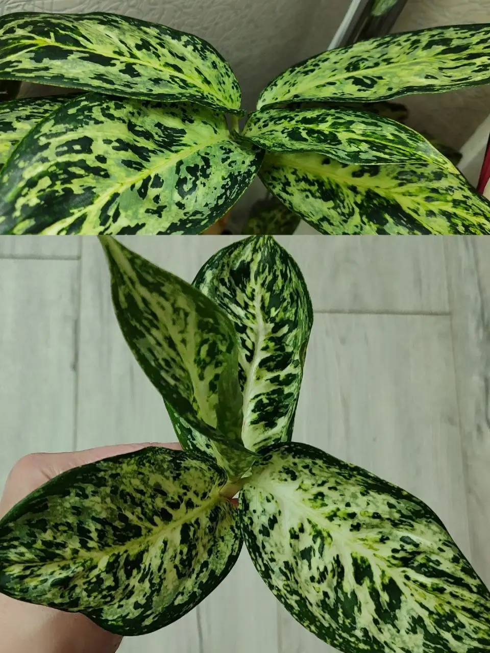 Аглаонема White Dragon детка с корнями - Комнатные растения (Хобби и отдых) в Красноярск