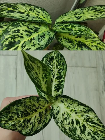 Аглаонема White Dragon детка с корнями - Творчество/Рукоделие в Красноярск