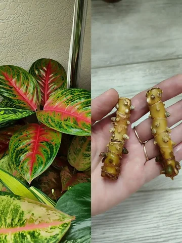 Аглаонема Dong heng взрослые пеньки - Творчество/Рукоделие в Красноярск