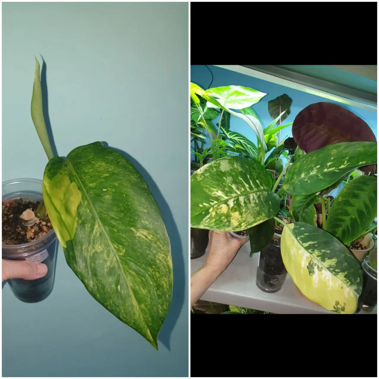 Диффенбахия Зебра на пне - Комнатные растения (Хобби и отдых) в Красноярск