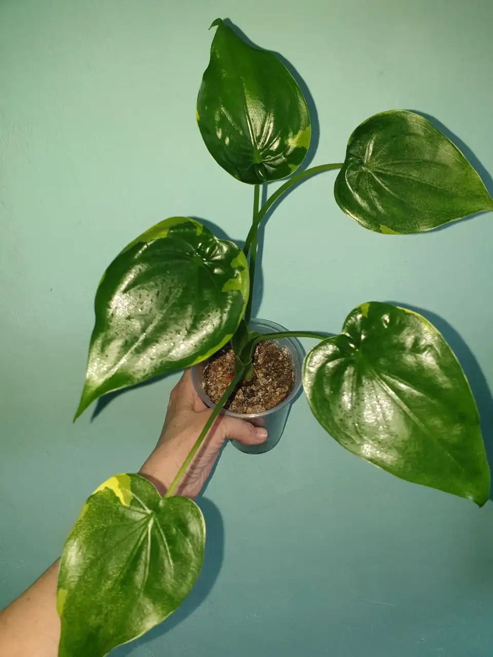 Комнатные растения в Красноярске - Комнатные растения (Хобби и отдых) в Красноярск