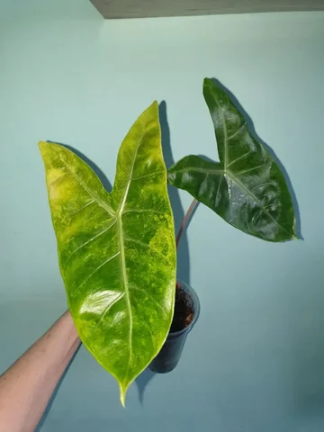 Розовый дракон вар, взрослое растение - Творчество/Рукоделие в Красноярск