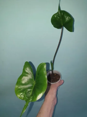 Комнатные растения в Красноярске - Творчество/Рукоделие в Красноярск