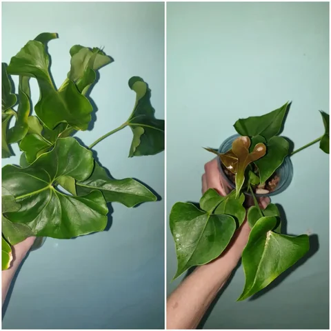 Антуриум коронг - Товары для дома и дачи в Красноярск