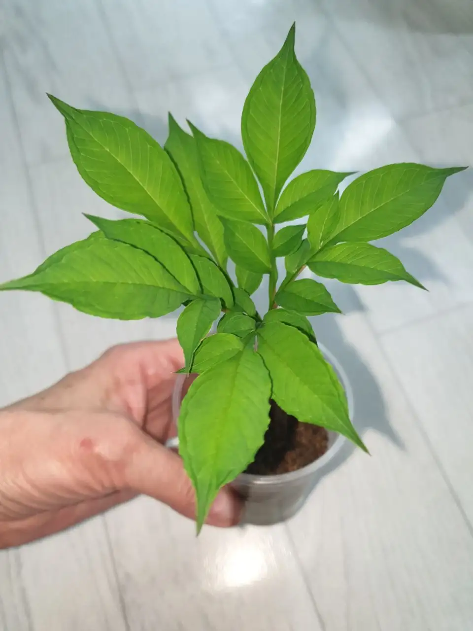 Аморфофаллус Борисевича - Комнатные растения (Хобби и отдых) в Красноярск