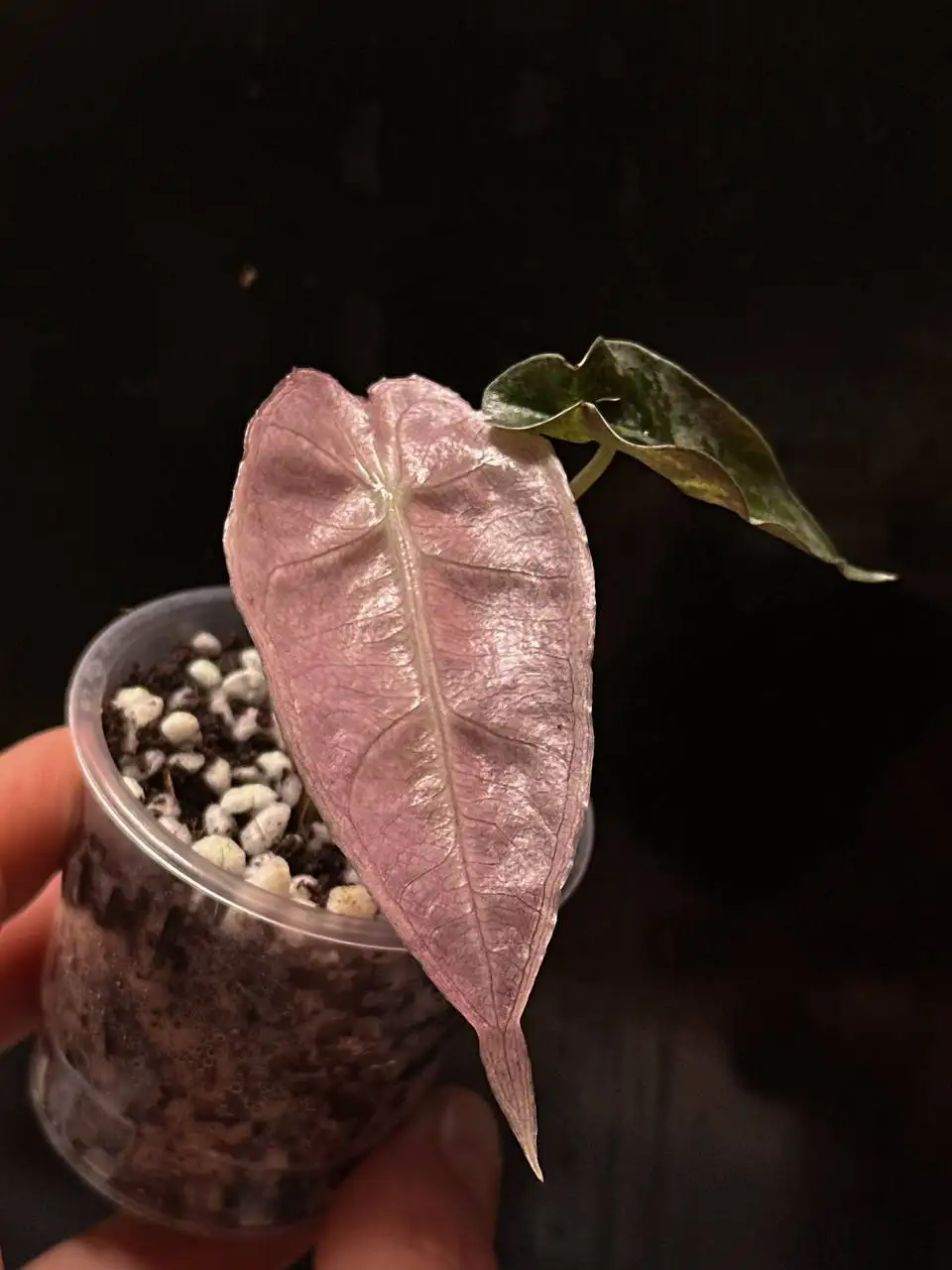 Alocasia Polly Pink Ghost (Полли Пинк призрак) — детка в стакане - Комнатные растения (Хобби и отдых) в Красноярск