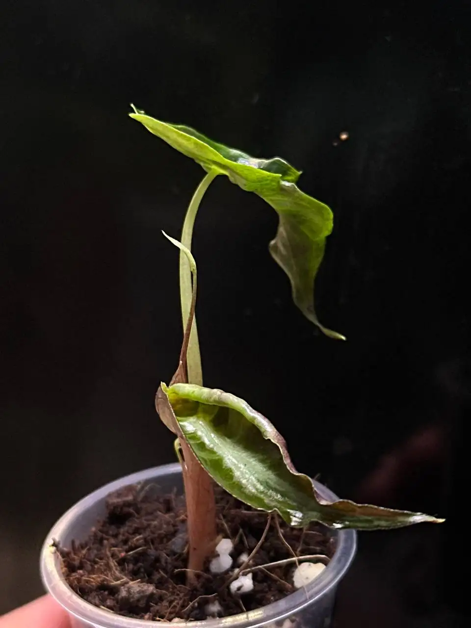 Alocasia Venom (Веном) комнатные растения - Комнатные растения (Хобби и отдых) в Красноярск