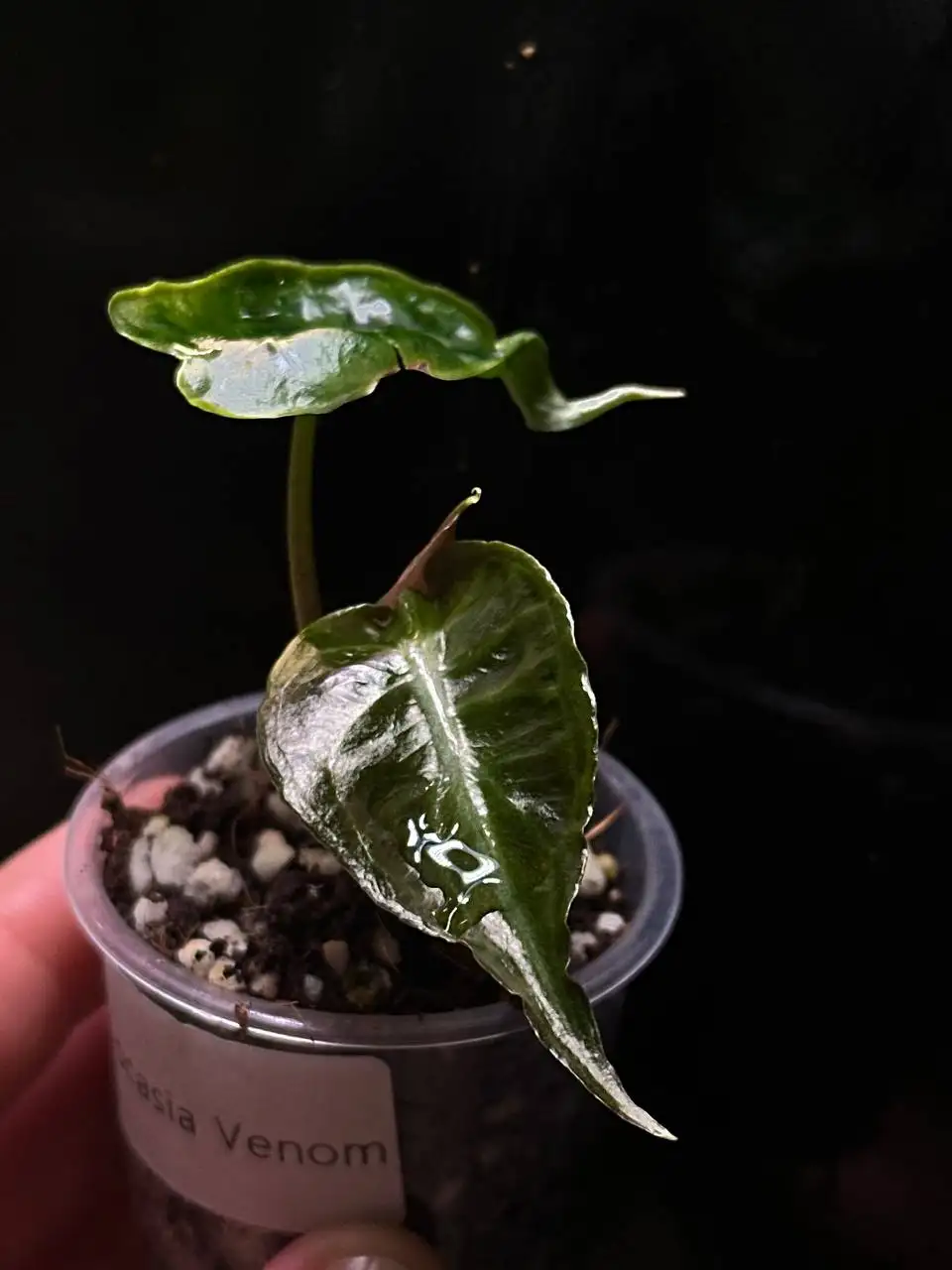 Alocasia Venom (Веном) комнатные растения - Комнатные растения (Хобби и отдых) в Красноярск