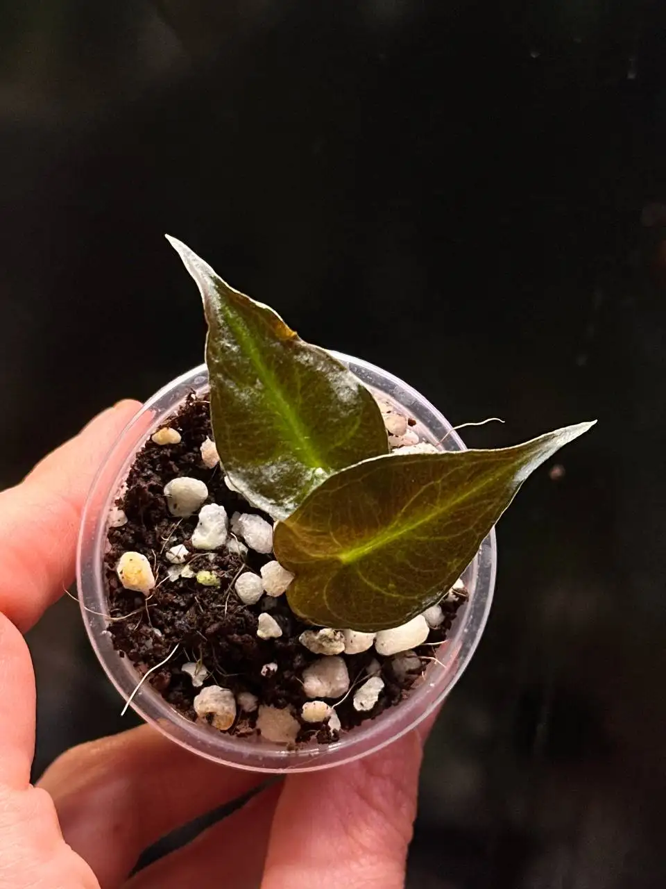 Alocasia Venom (Веном) комнатные растения - Комнатные растения (Хобби и отдых) в Красноярск