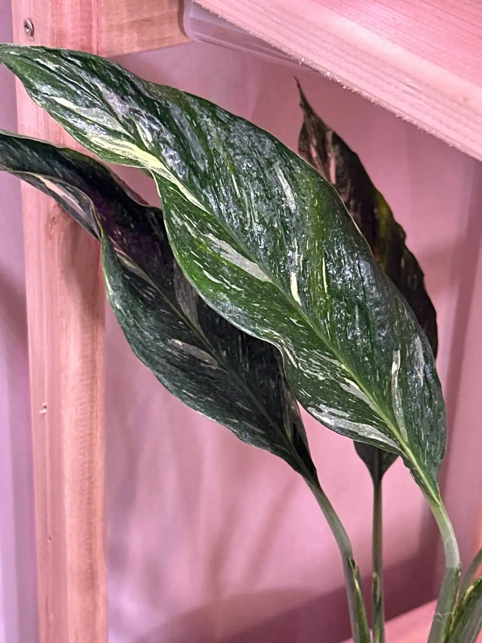 Комнатные растения в Красноярске - Хобби и отдых в Красноярск