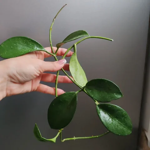 Хойя бикнелли длинная ветка - Творчество/Рукоделие в Красноярск