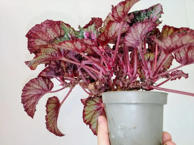 Декоративно-лиственная бегония Мери Кристмас - Творчество/Рукоделие в Красноярск