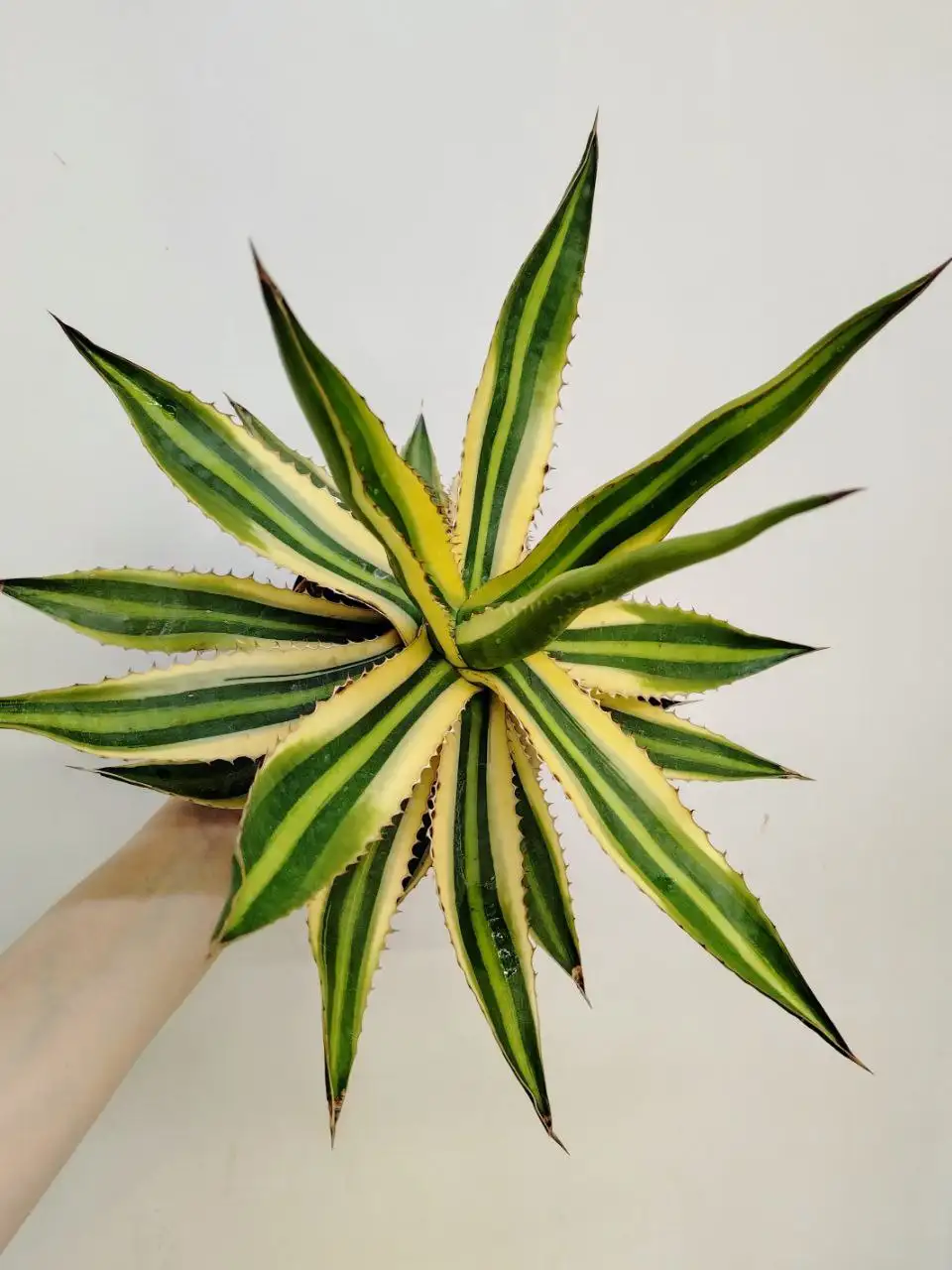 Агава лофанта Квадриколор - Комнатные растения (Хобби и отдых) в Красноярск