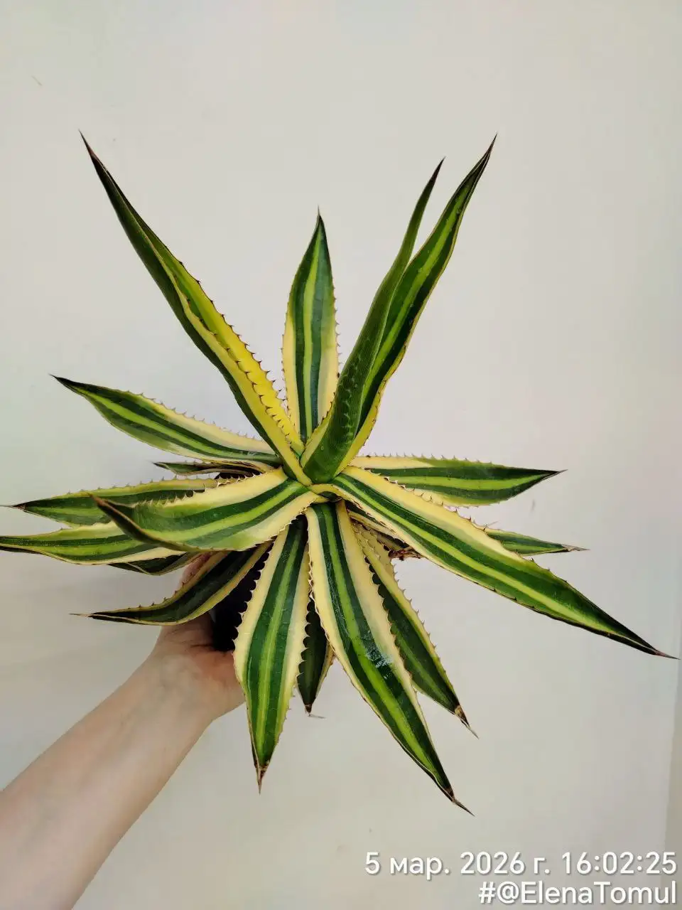 Агава лофанта Квадриколор - Комнатные растения (Хобби и отдых) в Красноярск