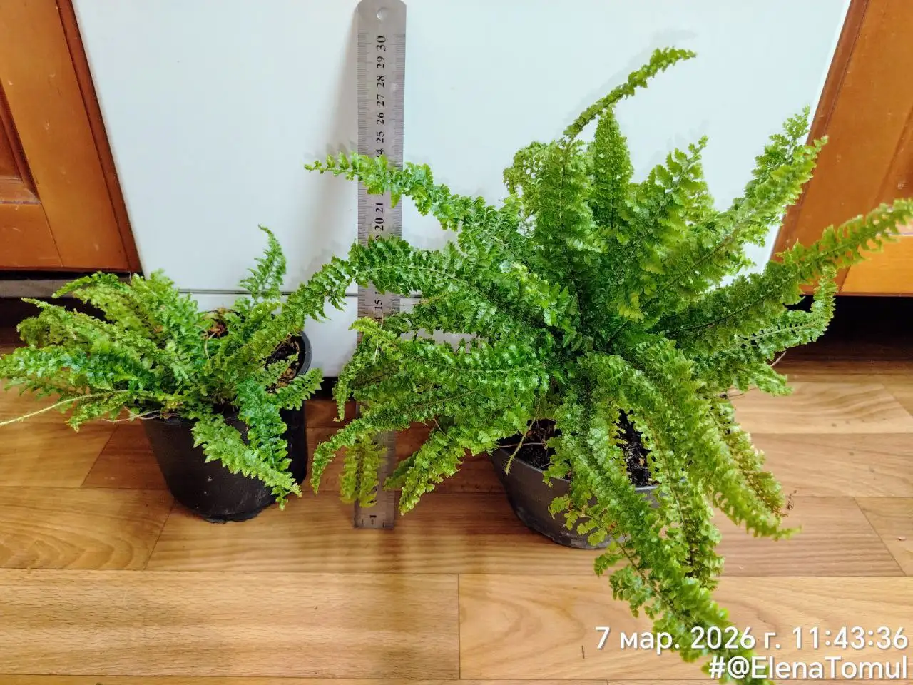 Нефролепис миниатюрка с деткой - Комнатные растения (Хобби и отдых) в Красноярск