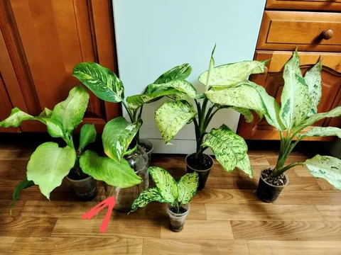 Диффенбахии разные сорта - Творчество/Рукоделие в Красноярск