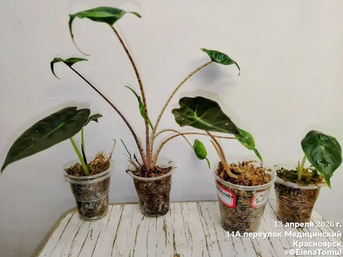 Набор деток комнатных растений из клубней - Творчество/Рукоделие в Красноярск