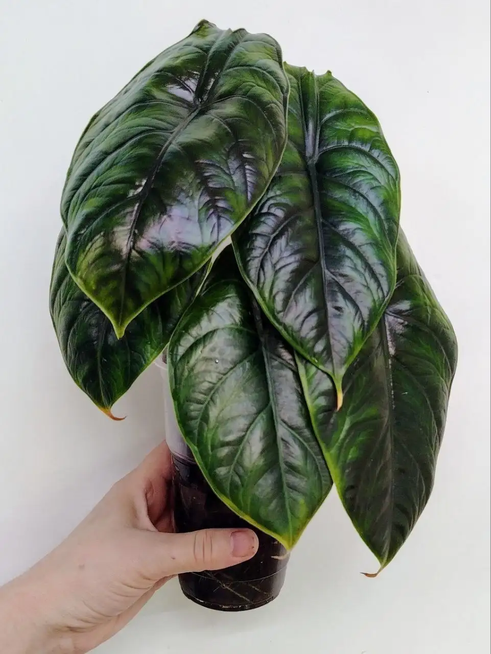 Грин Юникорн комнатное растение - Комнатные растения (Хобби и отдых) в Красноярск