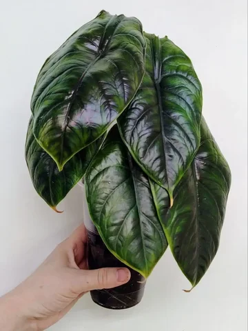 Грин Юникорн комнатное растение - Творчество/Рукоделие в Красноярск