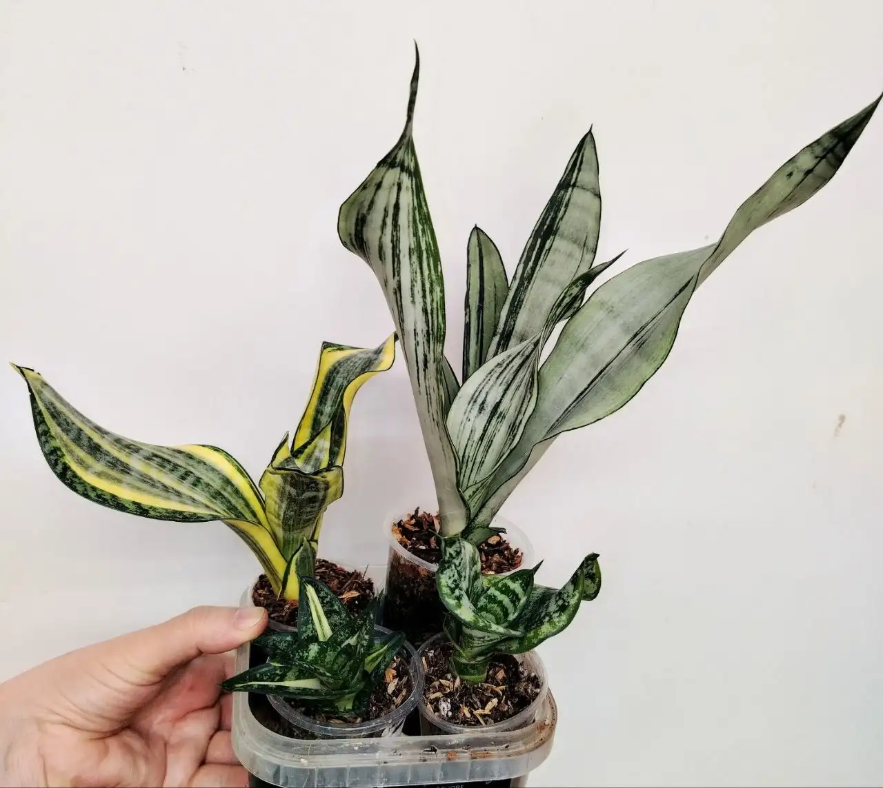 Набор сансевиерий Хай Колор, Муншайн Бразилиан, Кёрли Спираль Стар, Ханни Цунами - Комнатные растения (Хобби и отдых) в Красноярск