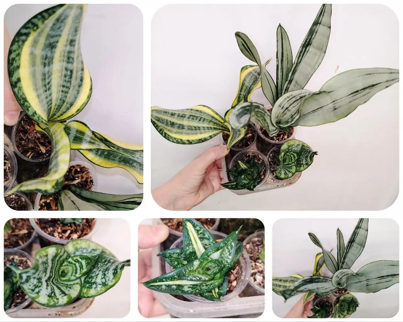 Набор сансевиерий Хай Колор, Муншайн Бразилиан, Кёрли Спираль Стар, Ханни Цунами - Комнатные растения (Хобби и отдых) в Красноярск