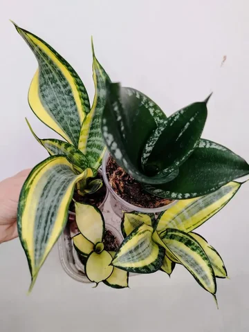 Набор сансевиерий разных сортов - Творчество/Рукоделие в Красноярск