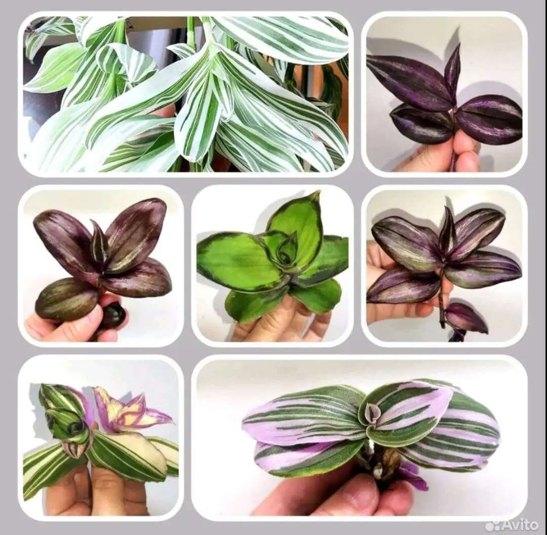 Сортовые традесканции с укоренением - Комнатные растения (Хобби и отдых) в Красноярск