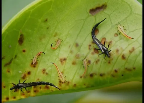 Продажа инсектицидов и инсектоакарицидов для растений - Товары для дома и дачи в Красноярск