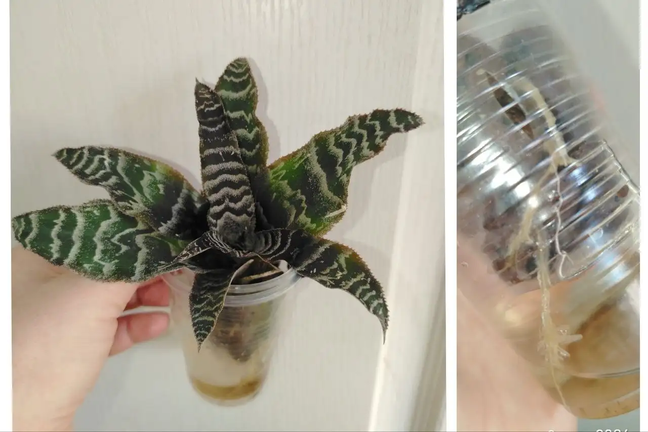 Криптантус Зонатус детка в стакане - Комнатные растения (Хобби и отдых) в Красноярск