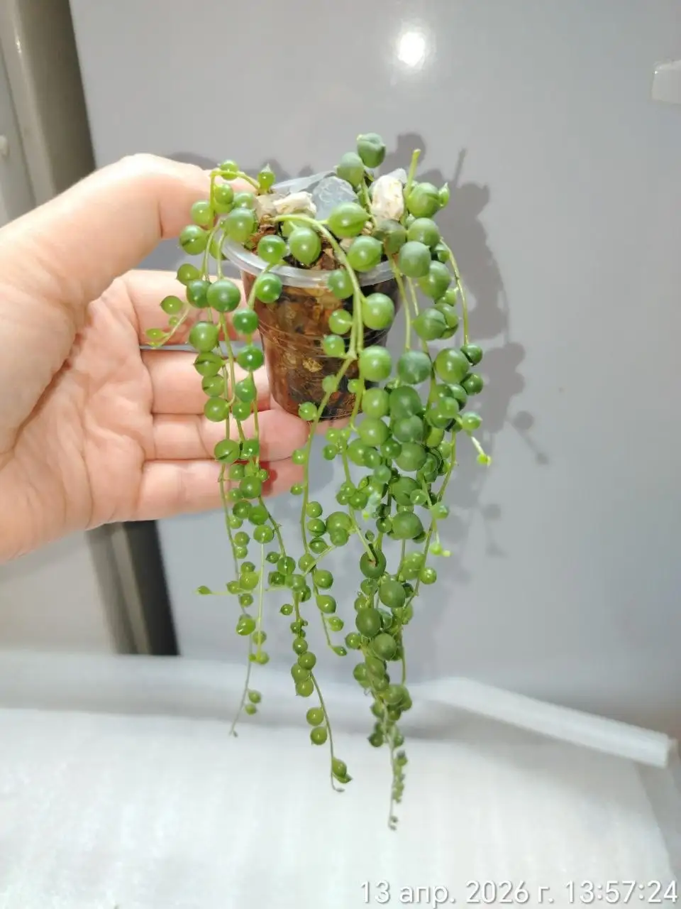 Крестовник Роули разогнанный в рост - Комнатные растения (Хобби и отдых) в Красноярск