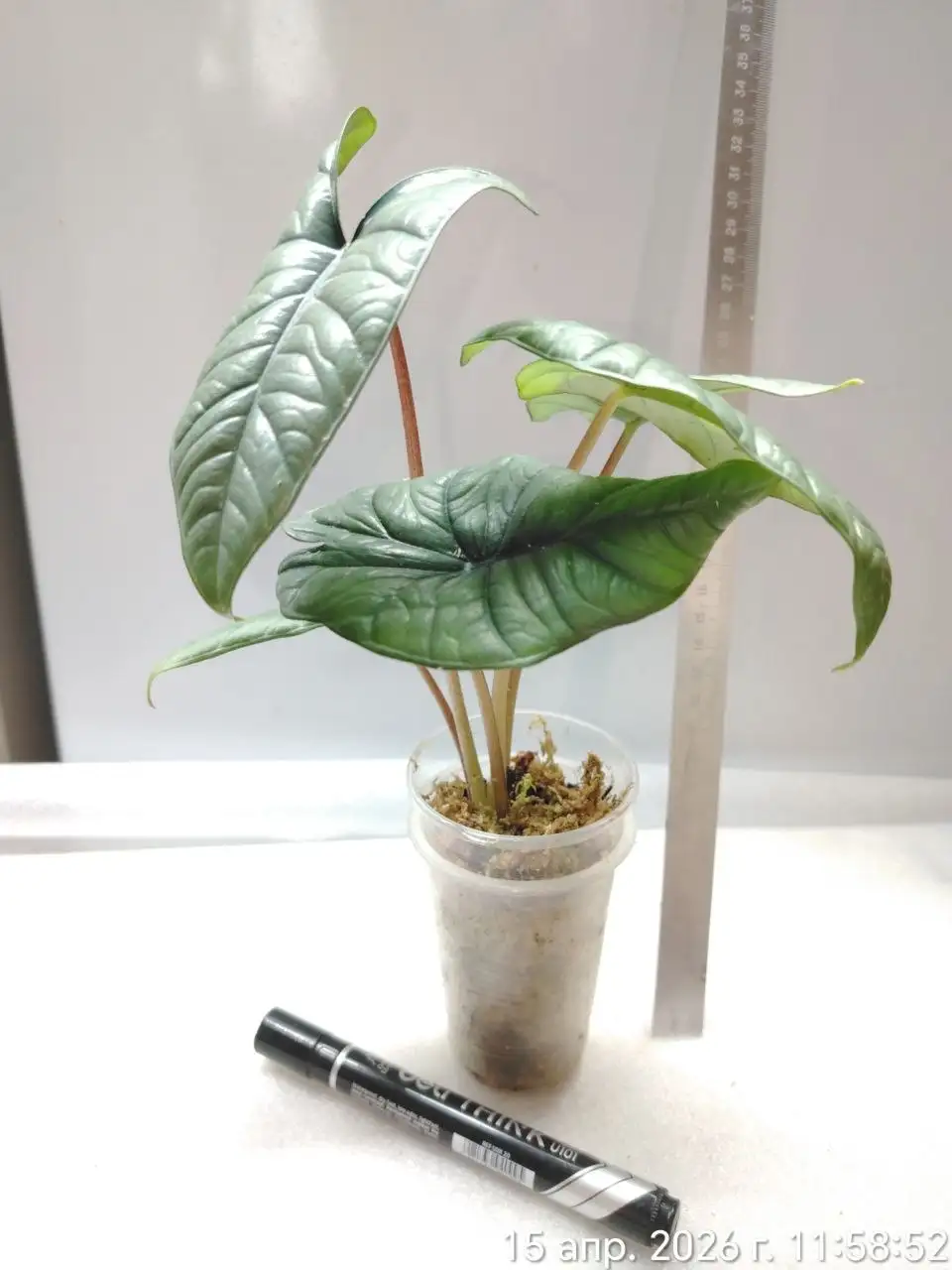 Алоказия Бисма Платинум - Комнатные растения (Хобби и отдых) в Красноярск