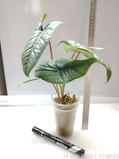 Алоказия Бисма Платинум - Творчество/Рукоделие в Красноярск