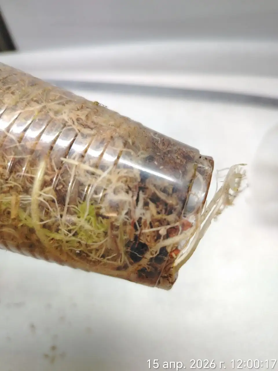 Алоказия Бисма Платинум - Комнатные растения (Хобби и отдых) в Красноярск