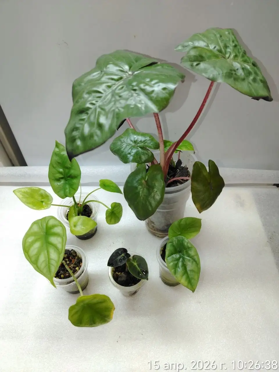 Набор алоказия 5шт - Комнатные растения (Хобби и отдых) в Красноярск