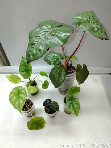 Набор алоказия 5шт - Творчество/Рукоделие в Красноярск