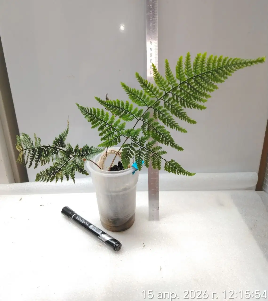 Папоротник Даваллия (заячья лапка) - Комнатные растения (Хобби и отдых) в Красноярск