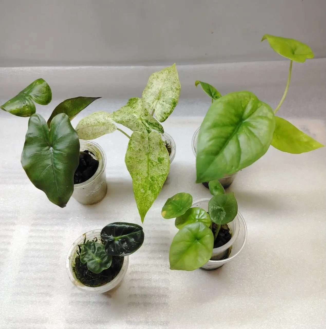 Набор комнатных растений - Комнатные растения (Хобби и отдых) в Красноярск