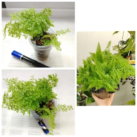 Нефролепис Коттон кенди - Творчество/Рукоделие в Красноярск