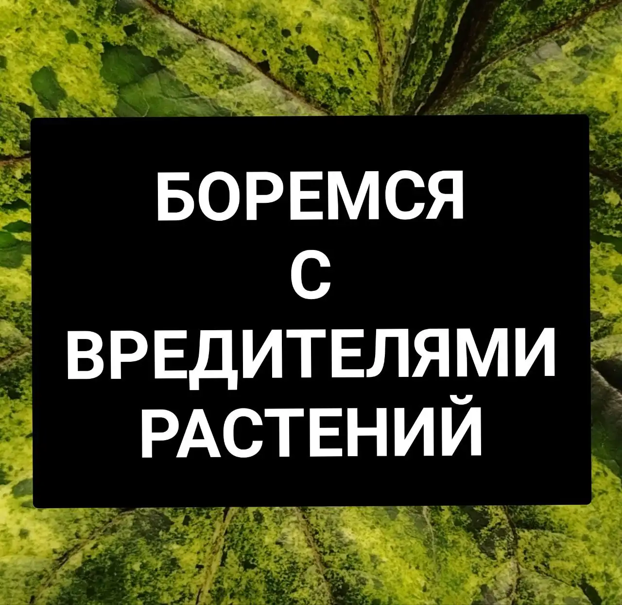 Борьба с вредителями растений - Растения (Хобби и отдых) в Красноярск
