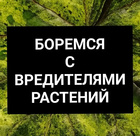 Борьба с вредителями растений - Творчество/Рукоделие в Красноярск