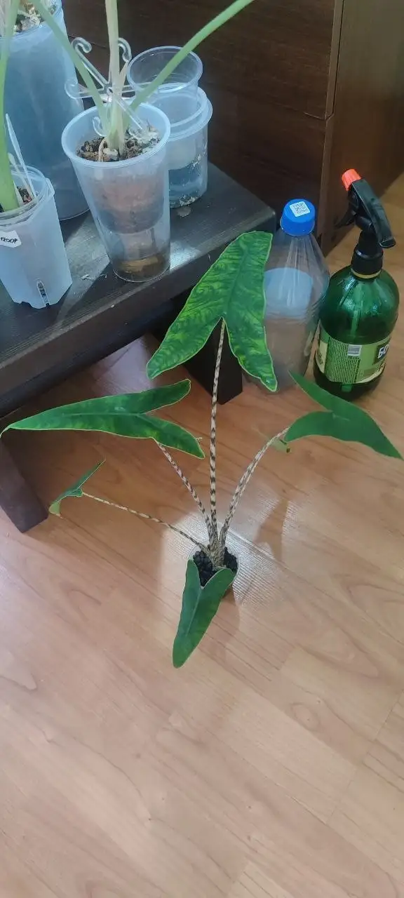 Продам алоказию Ретикулата Металлургов - Растения (Хобби и отдых) в Неизвестно