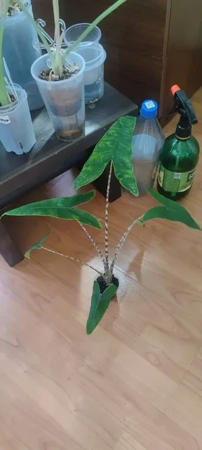 Продам алоказию Ретикулата Металлургов - частное объявление в Неизвестно