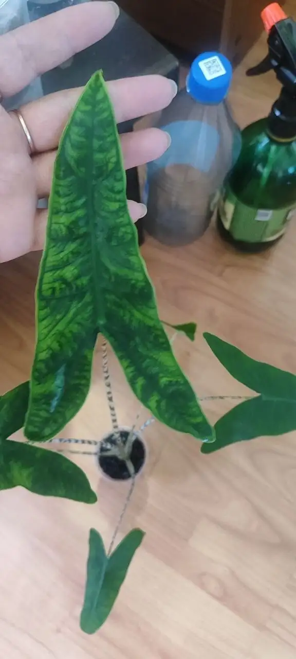 Продам алоказию Ретикулата Металлургов - Растения (Хобби и отдых) в Неизвестно