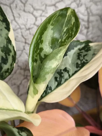 Комнатные растения продаю после того как передумала - Спорт в Красноярск