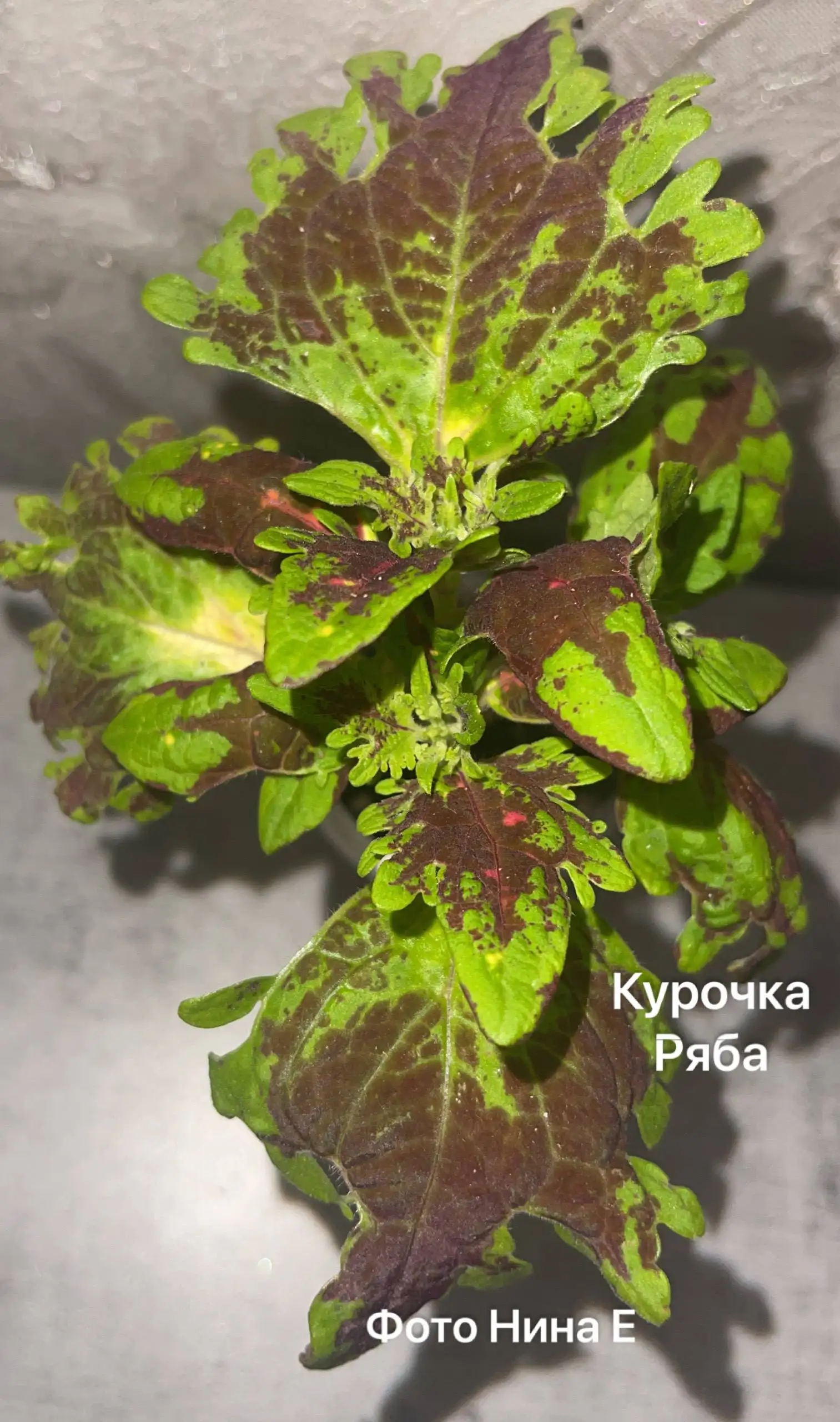 Продам колеусы - Растения (Хобби и отдых) в Красноярск