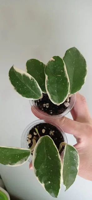 Продажа хой под узлы: Кримсон Квин и Вильбурн Гревес - Спорт в Красноярск