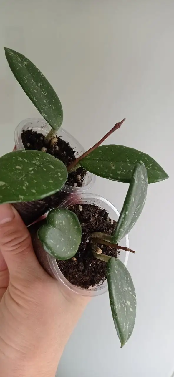 Продажа хой под узлы: Кримсон Квин и Вильбурн Гревес - Растения (Хобби и отдых) в Красноярск