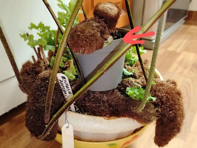 Деленка корневища папоротника Drynaria Poonsak - Техника для кухни в Красноярск