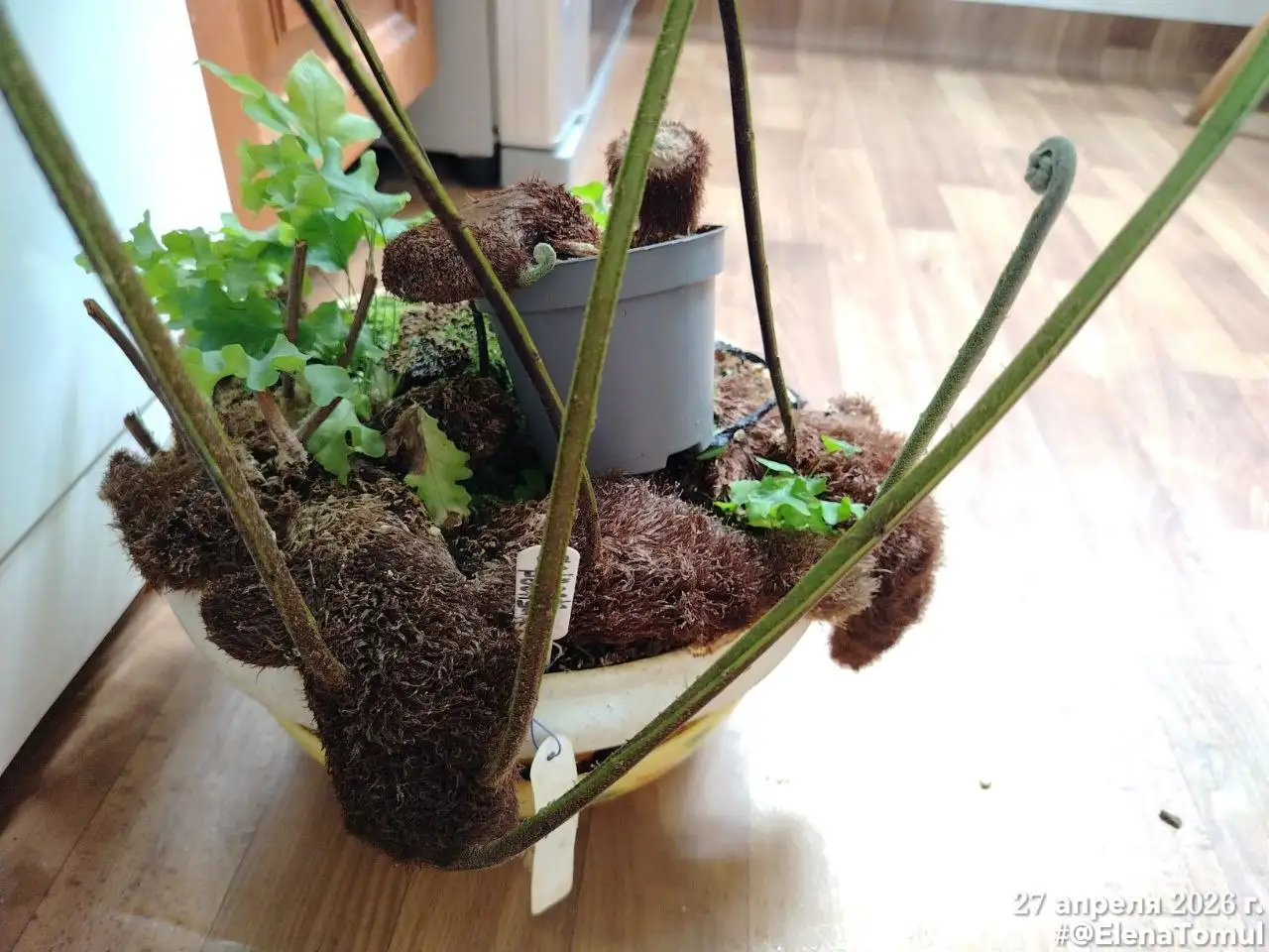 Деленка корневища папоротника Drynaria Poonsak - Комнатные растения (Для дома и дачи) в Красноярск